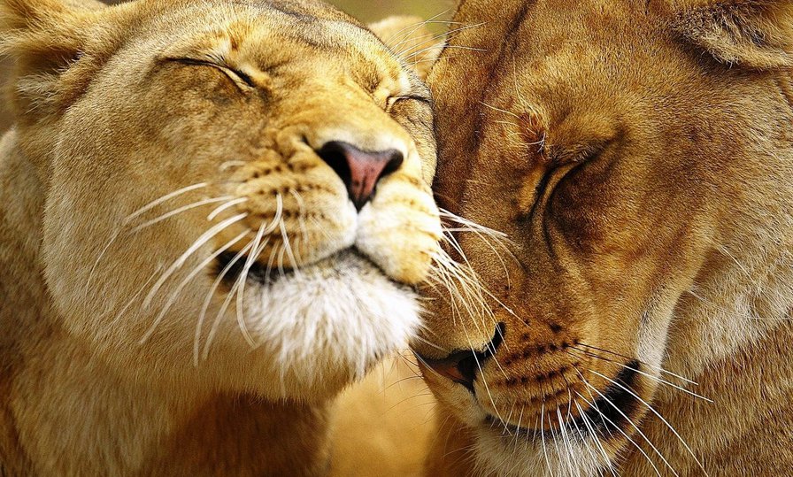 Львы - любовь, львы - оригинал