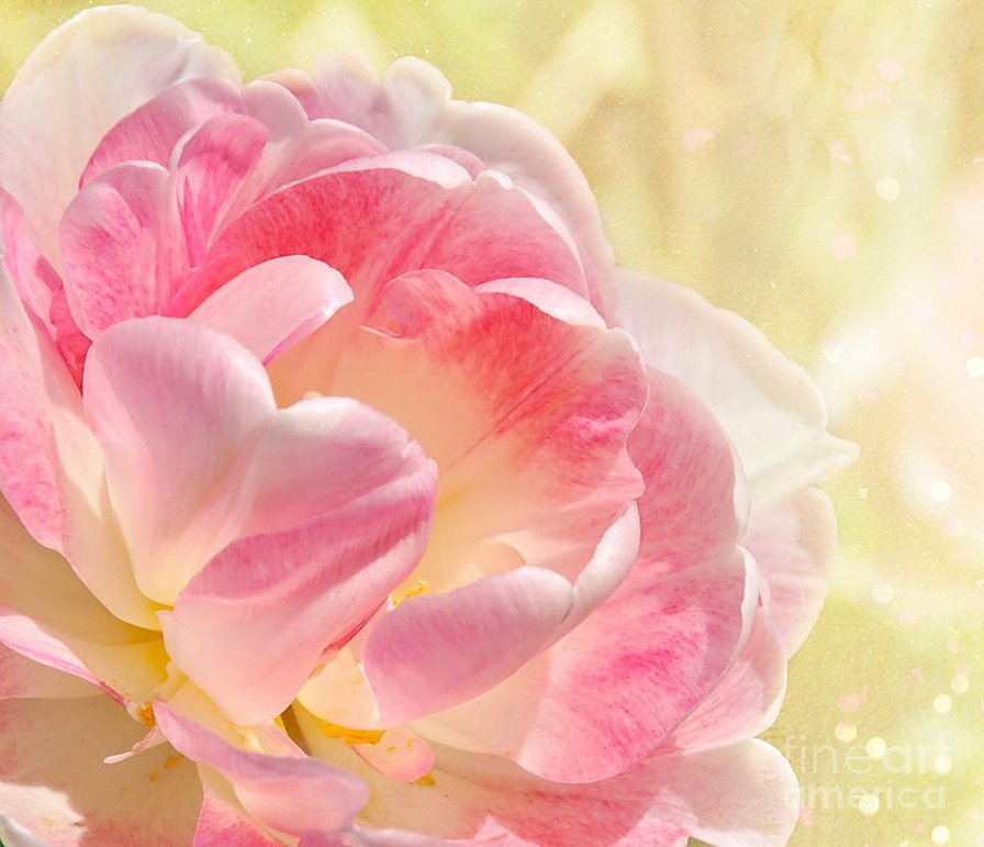 цветок - цветок - оригинал