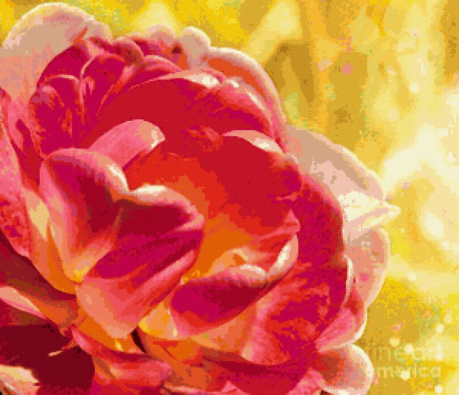 цветок - цветок - предпросмотр