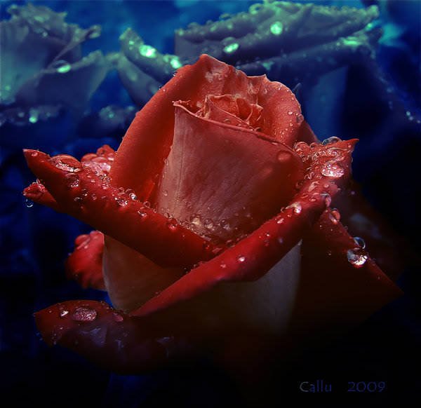 цветок - роса, капли, роза, цветок - оригинал