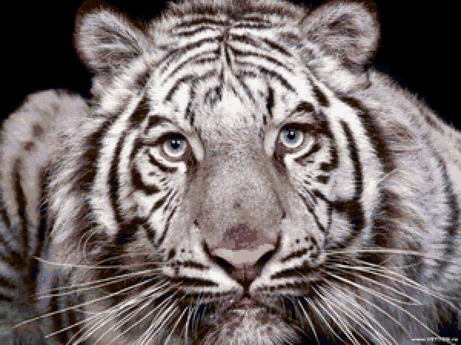 тигр - тигр, взгляд, морда - предпросмотр