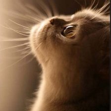 Схема вышивки «кот»