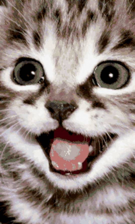 Котёнок - улыбка, котенок - предпросмотр