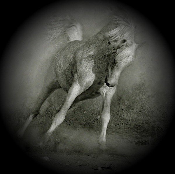 лошадь 3 - лошадь, лошади - оригинал