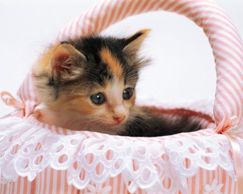 Котёнок - котенок - оригинал