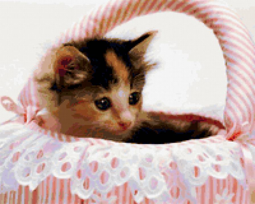 Котёнок - котенок - предпросмотр