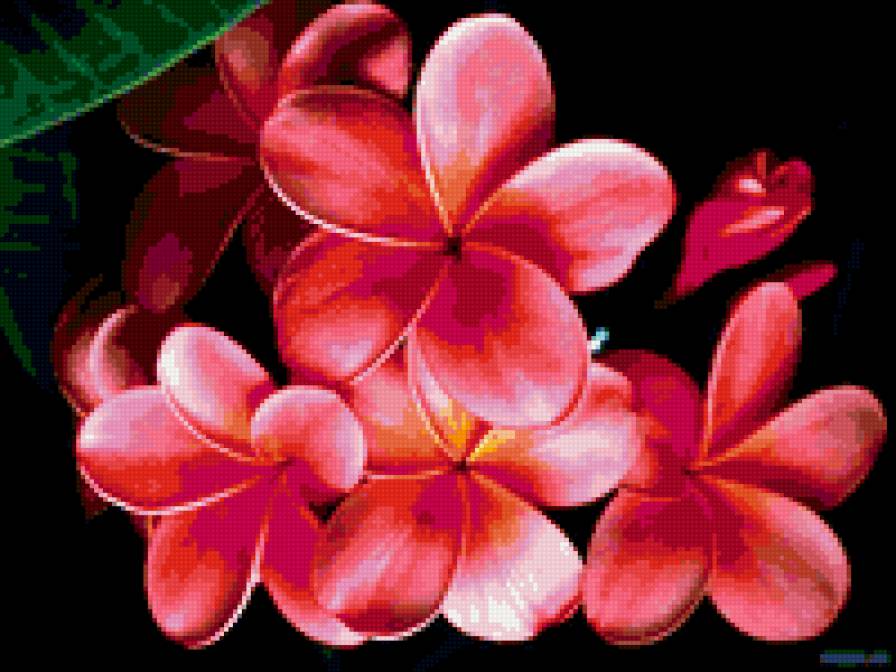 Цветы - на черном, цветы, подушка - предпросмотр