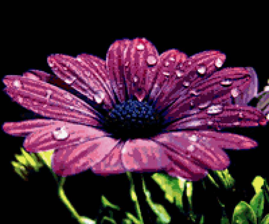 Цветы - подушка, цветы, на черном - предпросмотр