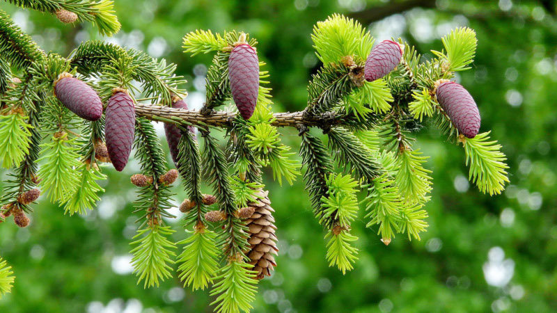 Шишки - оригинал