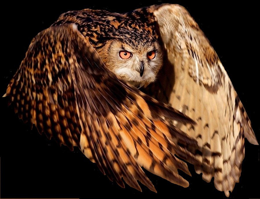 Сова - птицы - оригинал