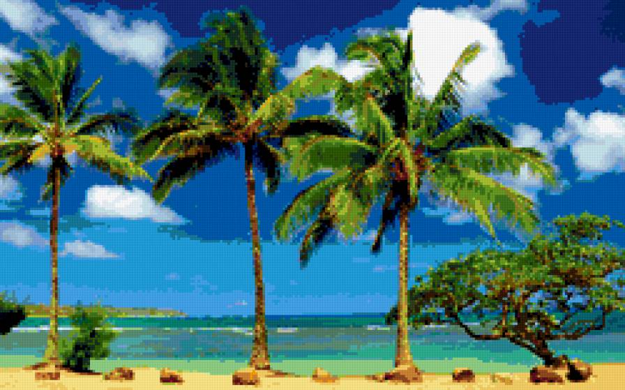 Пальмы - море, пальма - предпросмотр