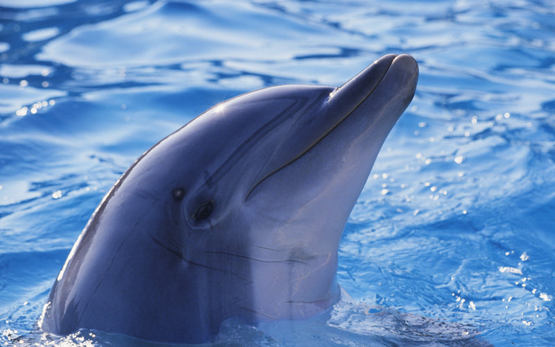 Дельфин - вода, дельфин - оригинал