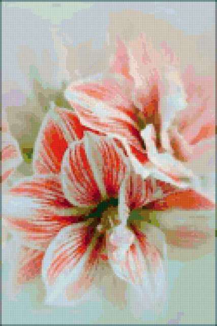 цветы - красота, цветы, гиппеаструм - оригинал