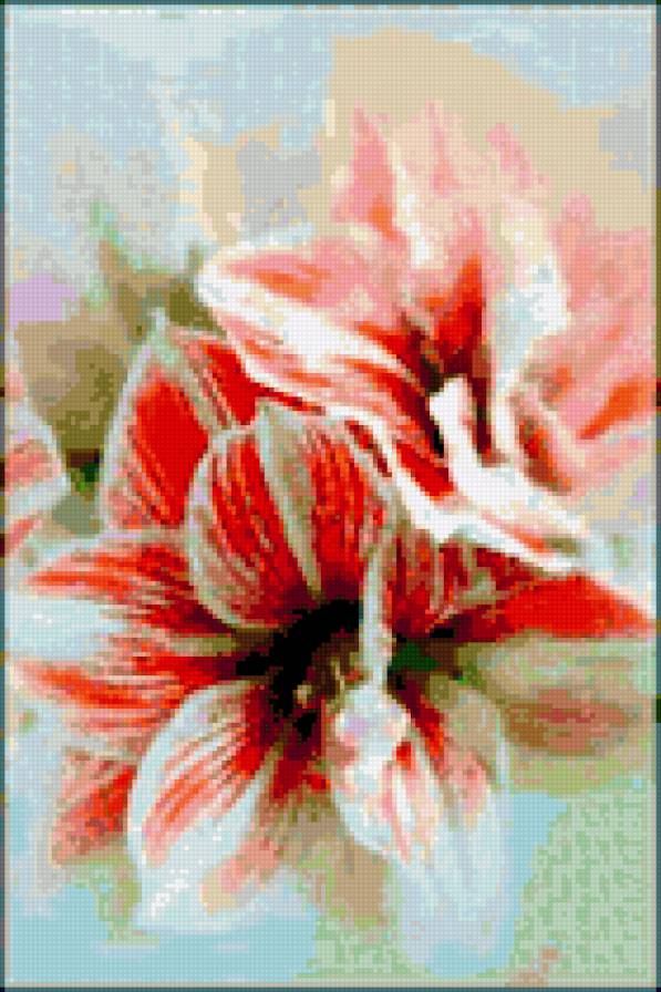 цветы - красота, цветы, гиппеаструм - предпросмотр