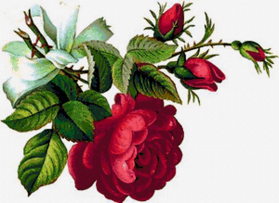 веточка розы - предпросмотр