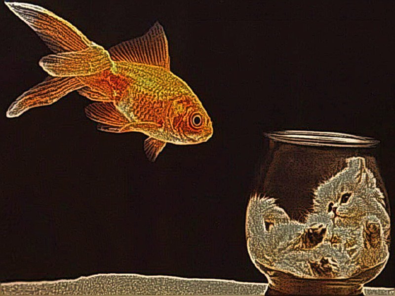 доигрался - рыбка, кошка - оригинал