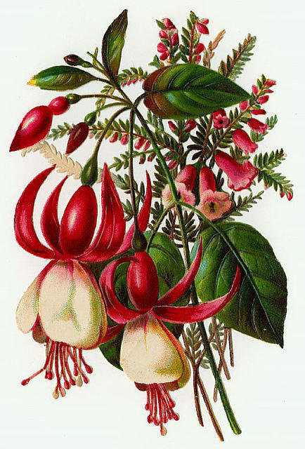 фуксия - оригинал