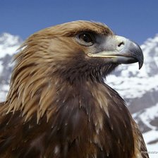 Схема вышивки «орел»