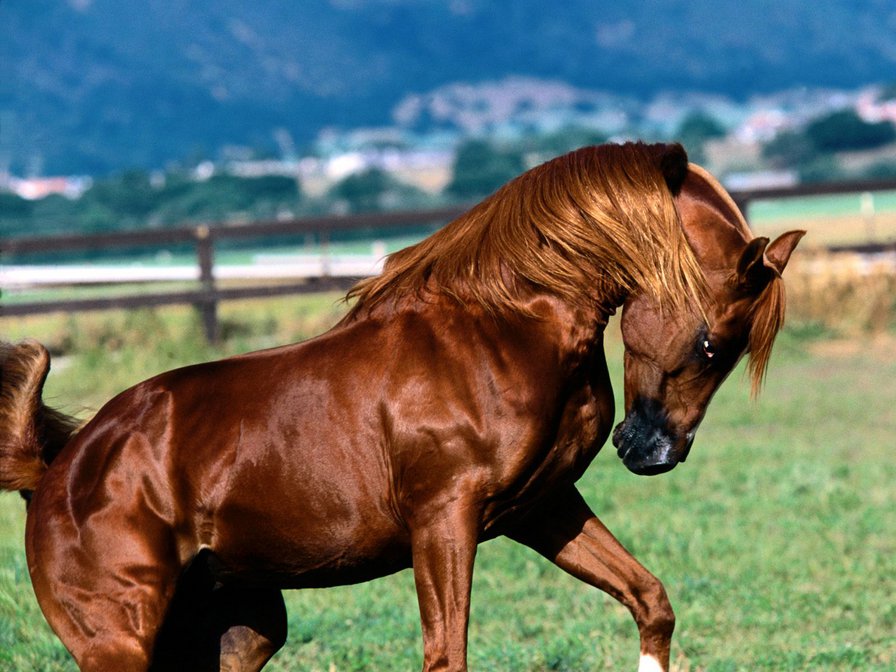 лошадь 6 - лошади, поле, лошадь - оригинал