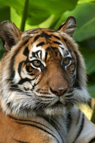 тигр - животные - оригинал