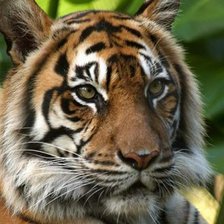 Схема вышивки «тигр»