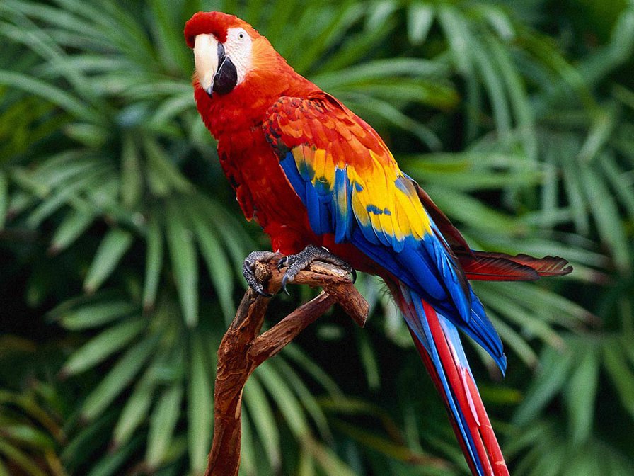 попугай - птицы - оригинал