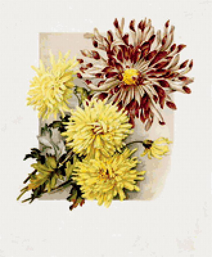 Хризантемы - натюрморт, хризантемы, цветы - предпросмотр