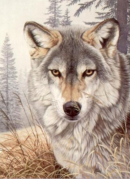 волк - животное, волк, хищник - оригинал