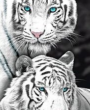 Схема вышивки «№281926»