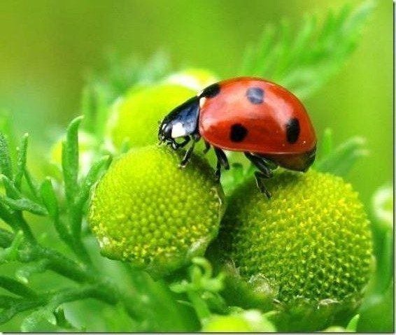 божья коровка - цветы, лето, божья коровка - оригинал