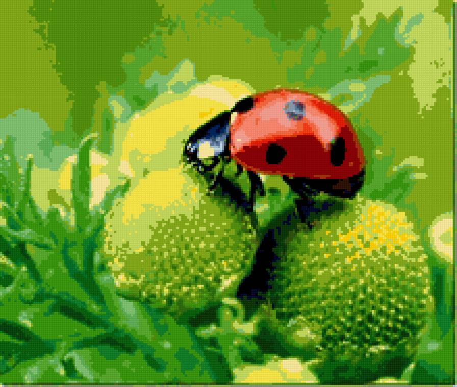 божья коровка - цветы, лето, божья коровка - предпросмотр