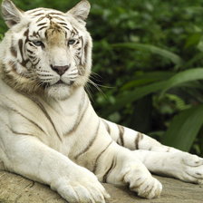 Схема вышивки «белый король...»