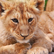 Схема вышивки «львенок»