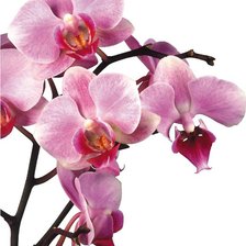 Схема вышивки «ветка орхидей»