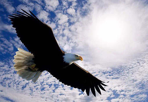 №282333 - оригинал