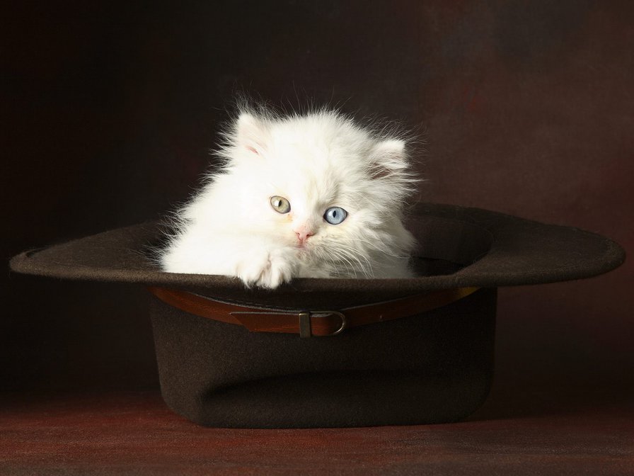 серия "животные" - кот, шляпа, животные - оригинал