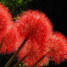 Схема вышивки «серия "цветы"»