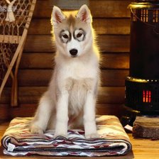 щеночек лайки