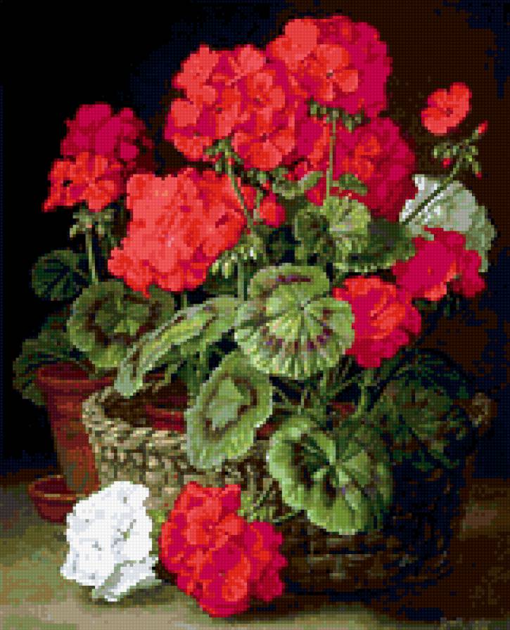 Герань - натюрморт. цветы, герань - предпросмотр