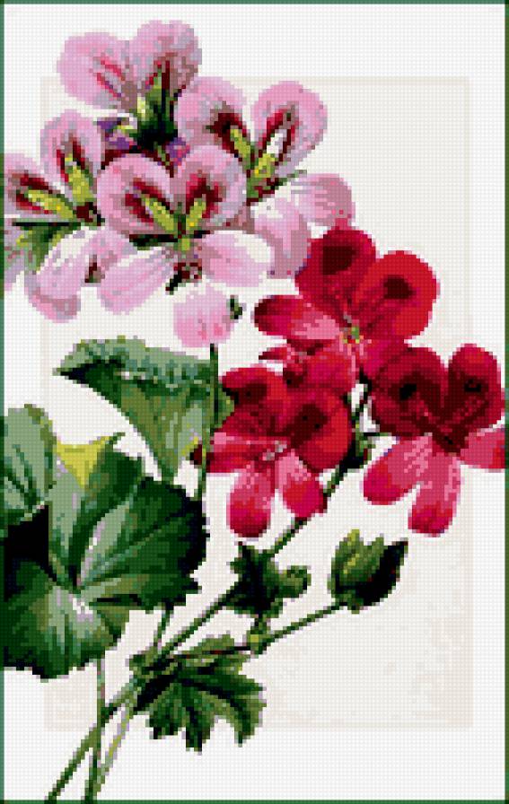 Герань - цветы, герань - предпросмотр