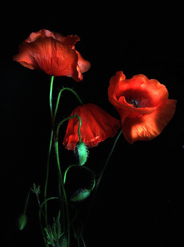 маки - оригинал