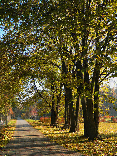 аллея - природа - оригинал