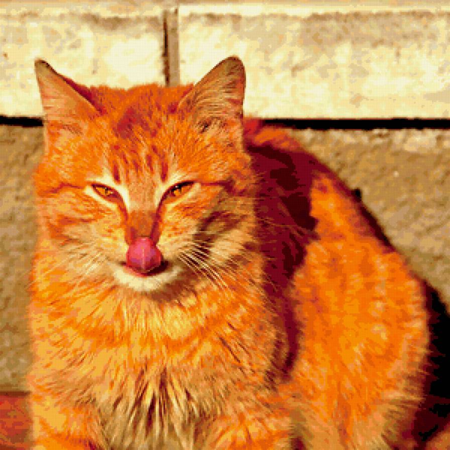 рыжик - кошачьи - предпросмотр