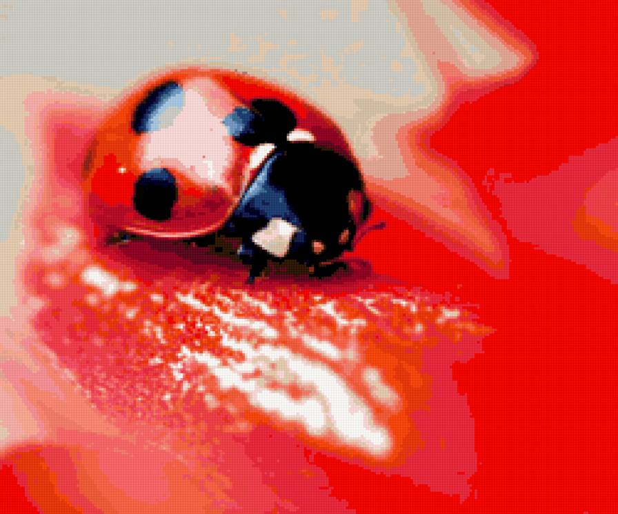 божья коровка - предпросмотр