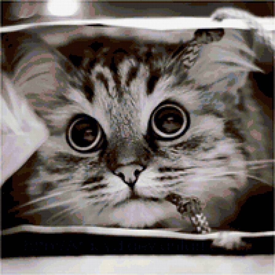 Кися - кошка - предпросмотр