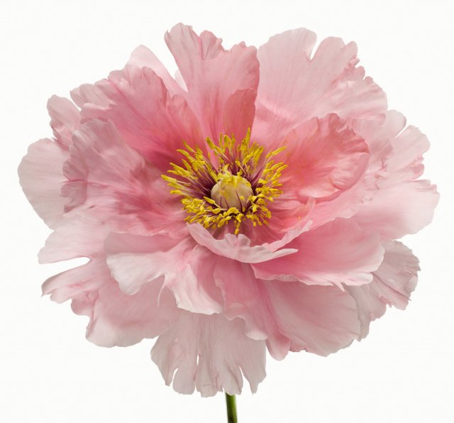 Цветок - цветы - оригинал