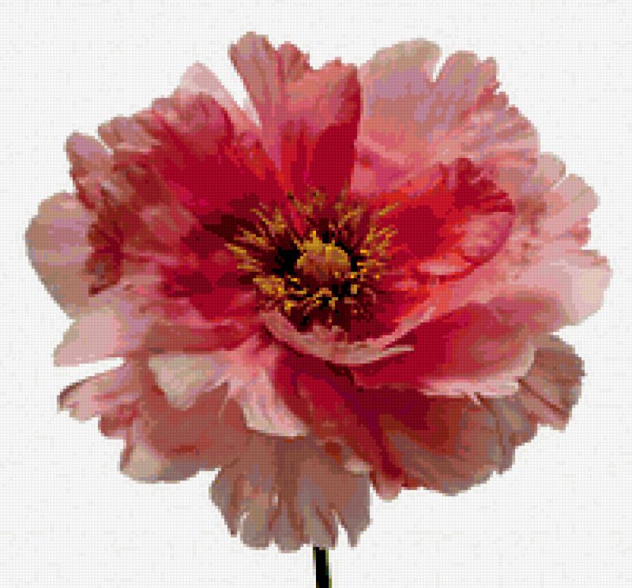 Цветок - цветы - предпросмотр