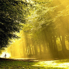 Схема вышивки «Солнечная аллея»