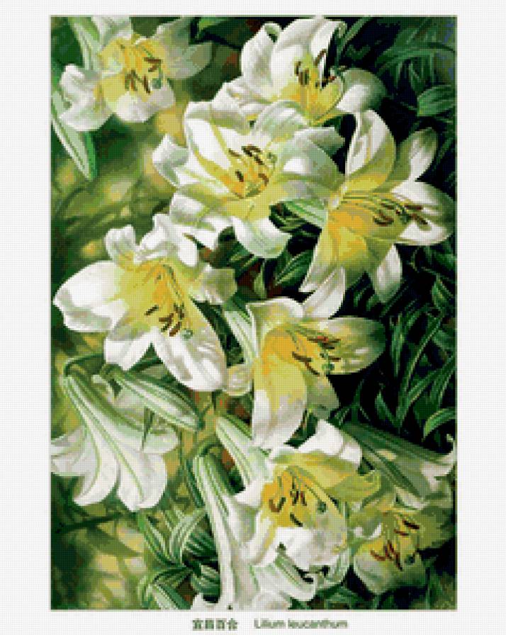 белоснежные лилии - картина, лето, букет, природа, цветы, лилии - предпросмотр