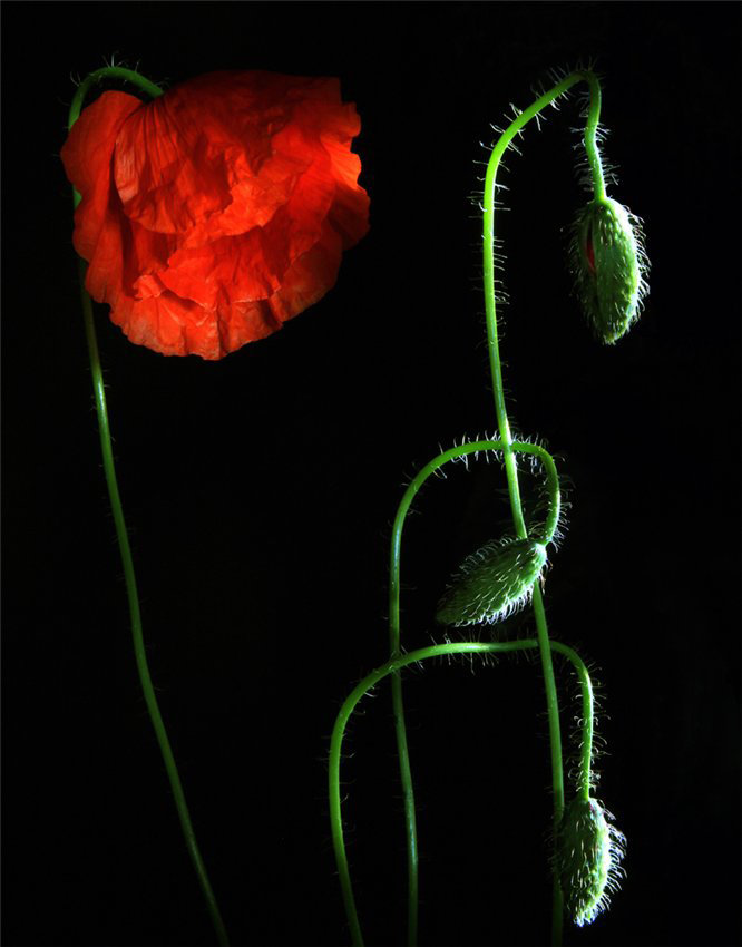 №283340 - маки, цветы, картина - оригинал